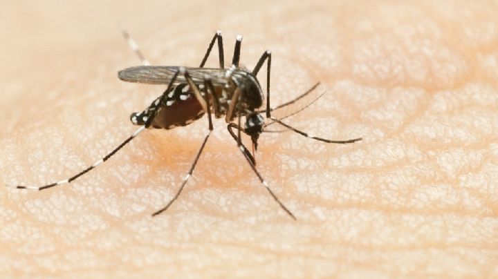 Alerta por dengue en Brasil ante 365.000 casos y al menos 40 muertes en la temporada de verano 2024