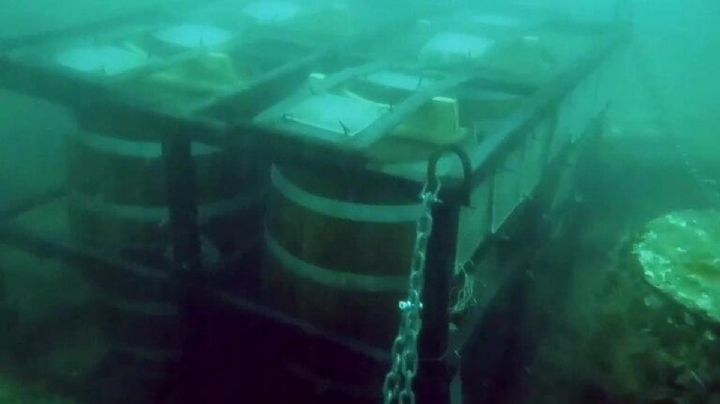 Mar del Plata: ladrones bucearon para robar 600 litros de cerveza que maceraba en el fondo del mar