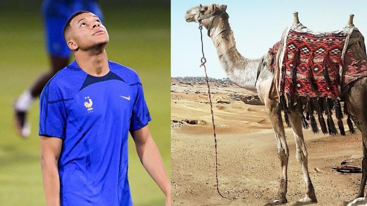 De qué trata la "enfermedad del camello" que se propaga entre los jugadores de la Selección de Francia de cara a la final con Argentina