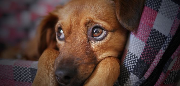 Día Nacional del perro: cuidados especiales para ellos en tiempo frío