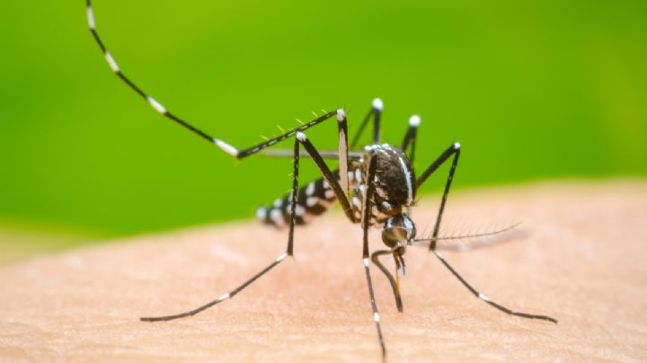 Alerta por avance del dengue: se duplicaron los casos en Buenos Aires y siguen en aumento en Córdoba y Rosario