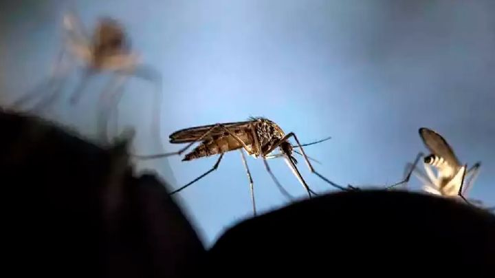 Dengue: cuáles son las diferencias de síntomas entre el clásico y el hemorrágico