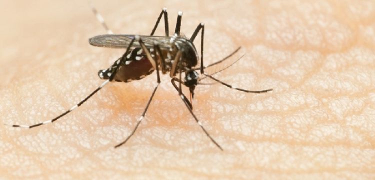 Síntomas del dengue que todos debemos conocer