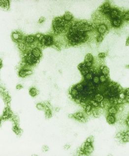 Dengue y chikungunya siguen avanzando en el país con un fuerte aumento de casos