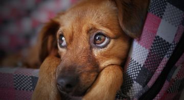 Día Nacional del perro: cuidados especiales para ellos en tiempo frío