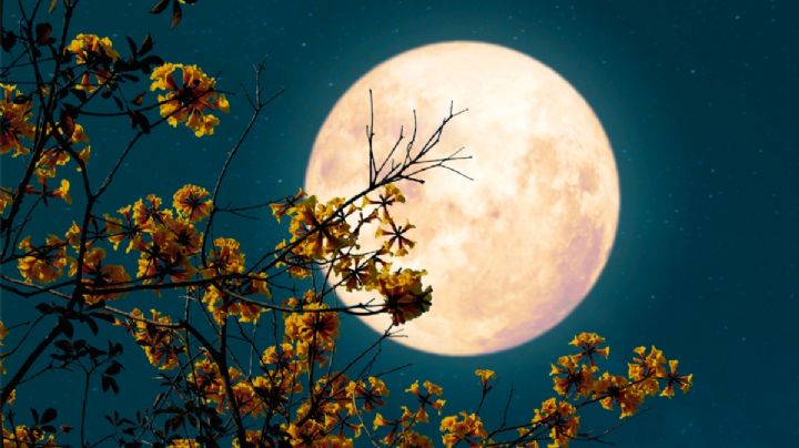 Luna llena: cuándo será y qué rituales de abundancia se pueden realizar