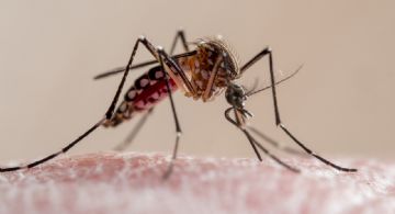 Dengue: récord de afectados y nuevas directivas de diagnóstico
