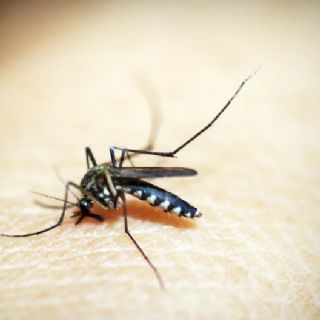 Alerta por el aumento de casos de dengue y fiebre chikungunya: qué podemos hacer para prevenirlos